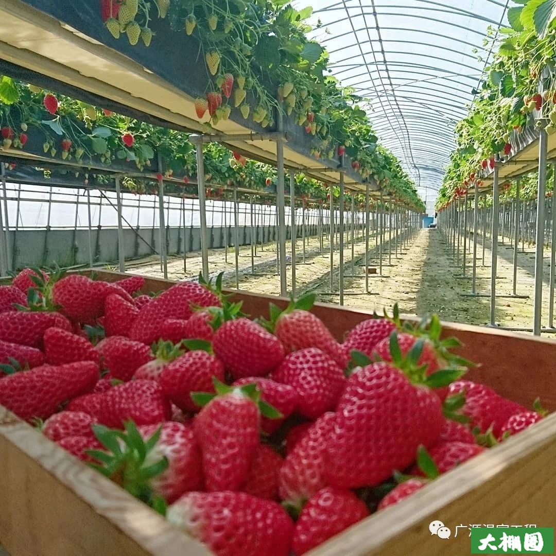 四川温室大棚 蓝莓避雨棚 葡萄避雨棚 水果避雨栽培 大棚维修维护-阿里巴巴